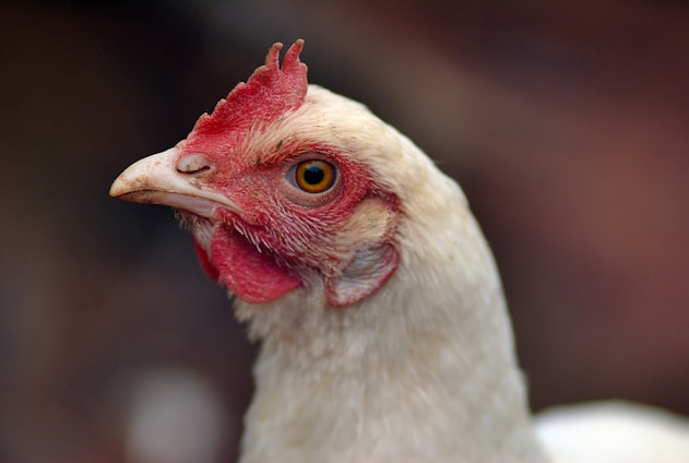 a close up of a white chicken with a red comb
