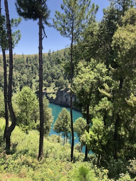 A lush green landscape featuring tall pine trees surrounding a clear blue body of water, set against a backdrop of rolling hills. The vibrant greenery contrasts with the deep blue water, creating a serene natural setting.