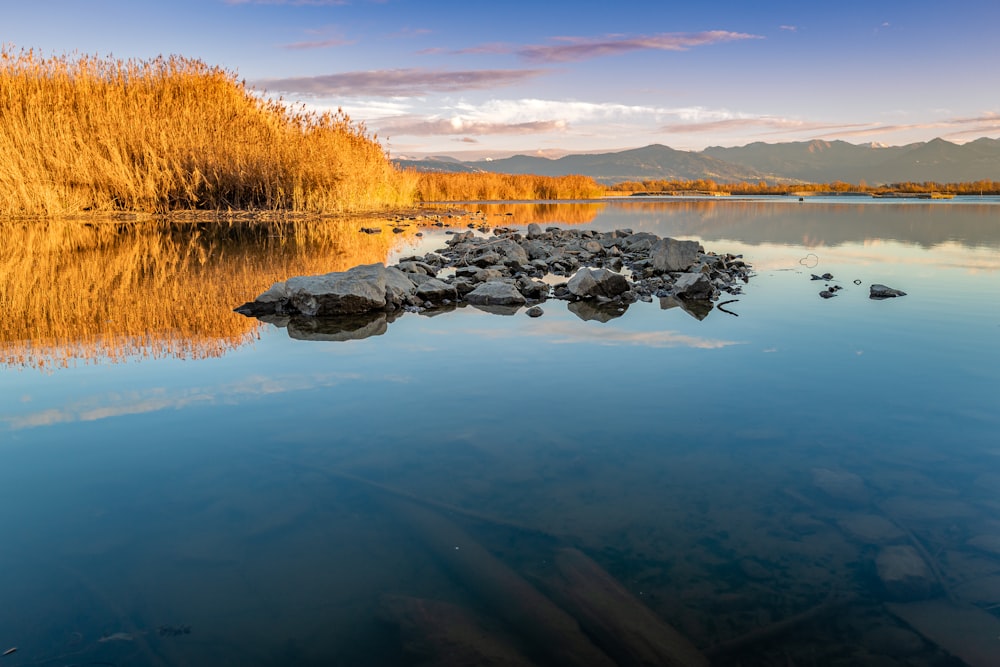 a large body of water surrounded by a forest