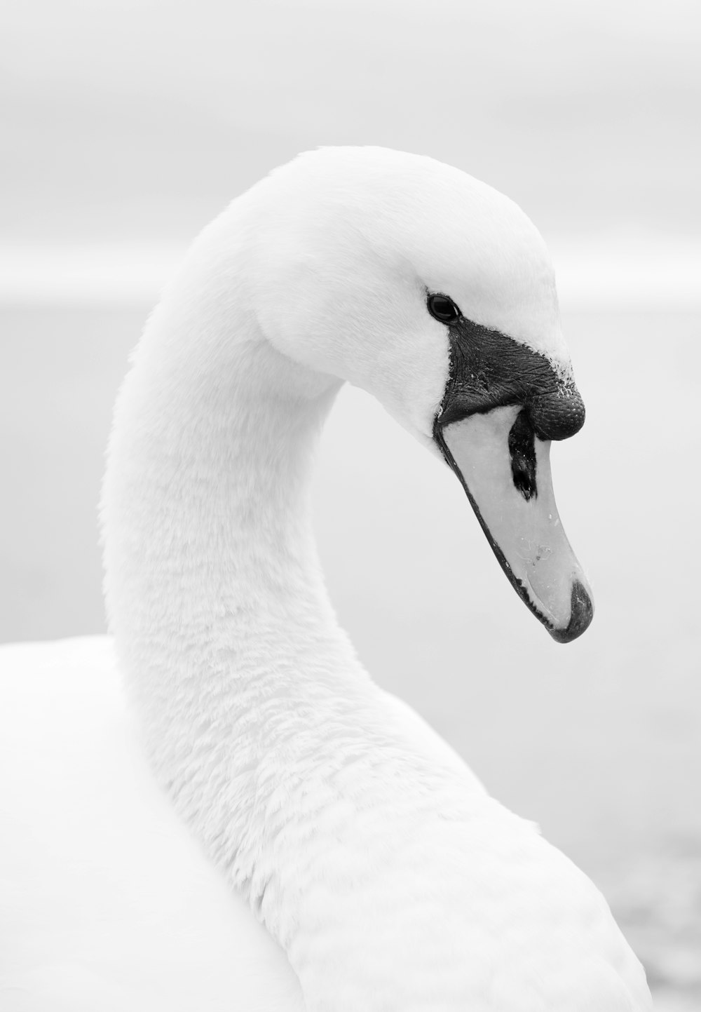 a close up of a white swan on a body of water