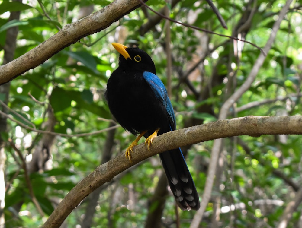 a blue and black bird sitting on a tree branch