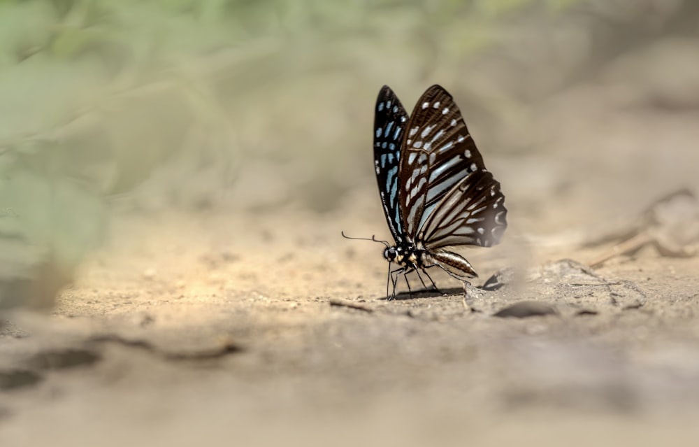 una mariposa que está sentada en el suelo