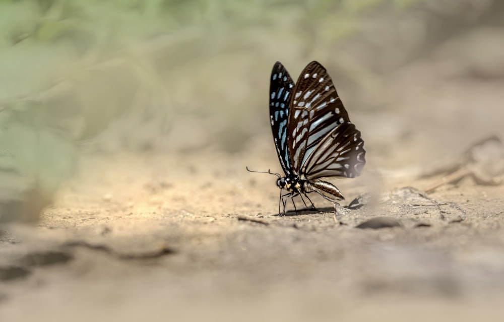 uma borboleta que está sentada no chão