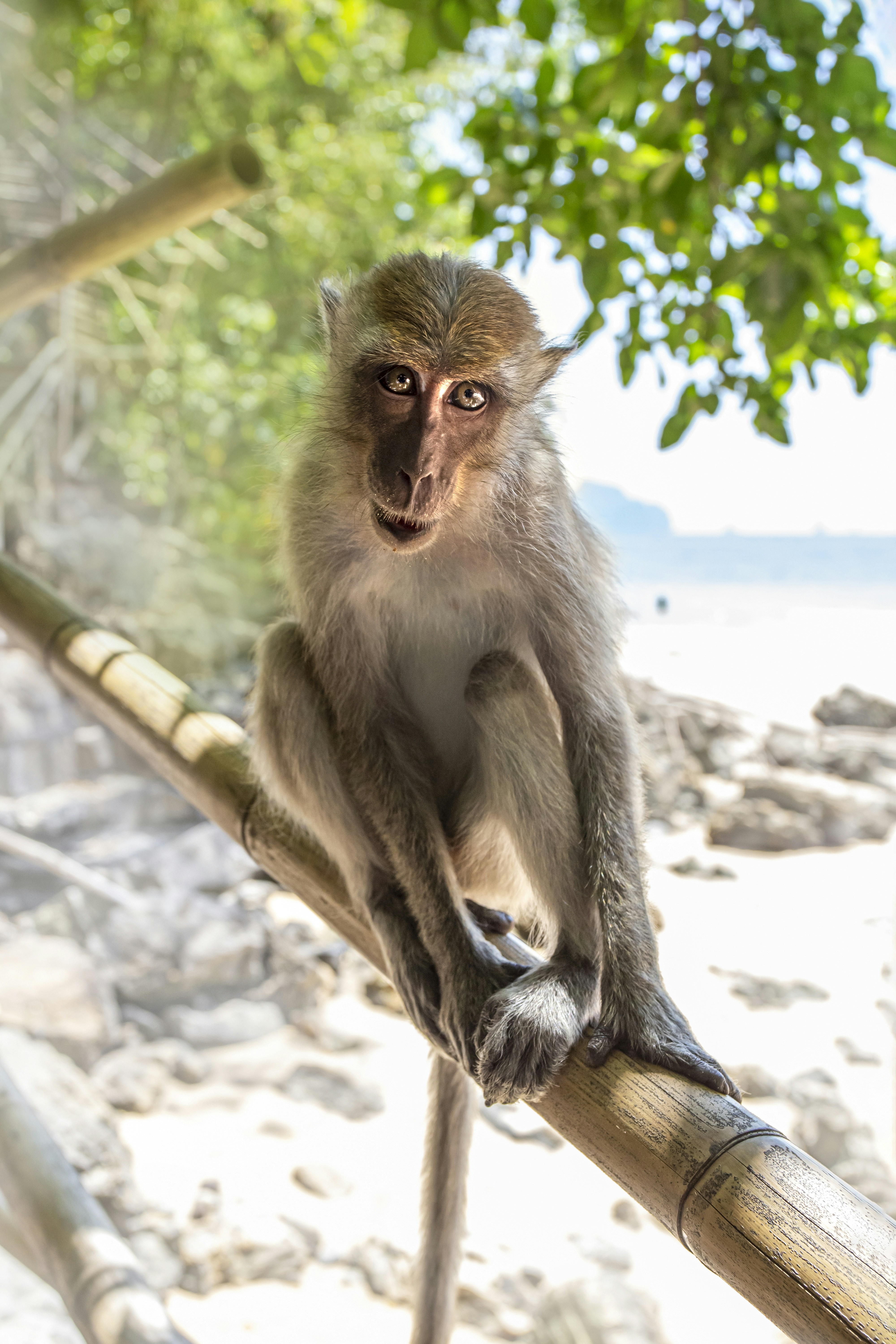 Macaque Crabier Photos | Télécharger des images gratuites sur Unsplash