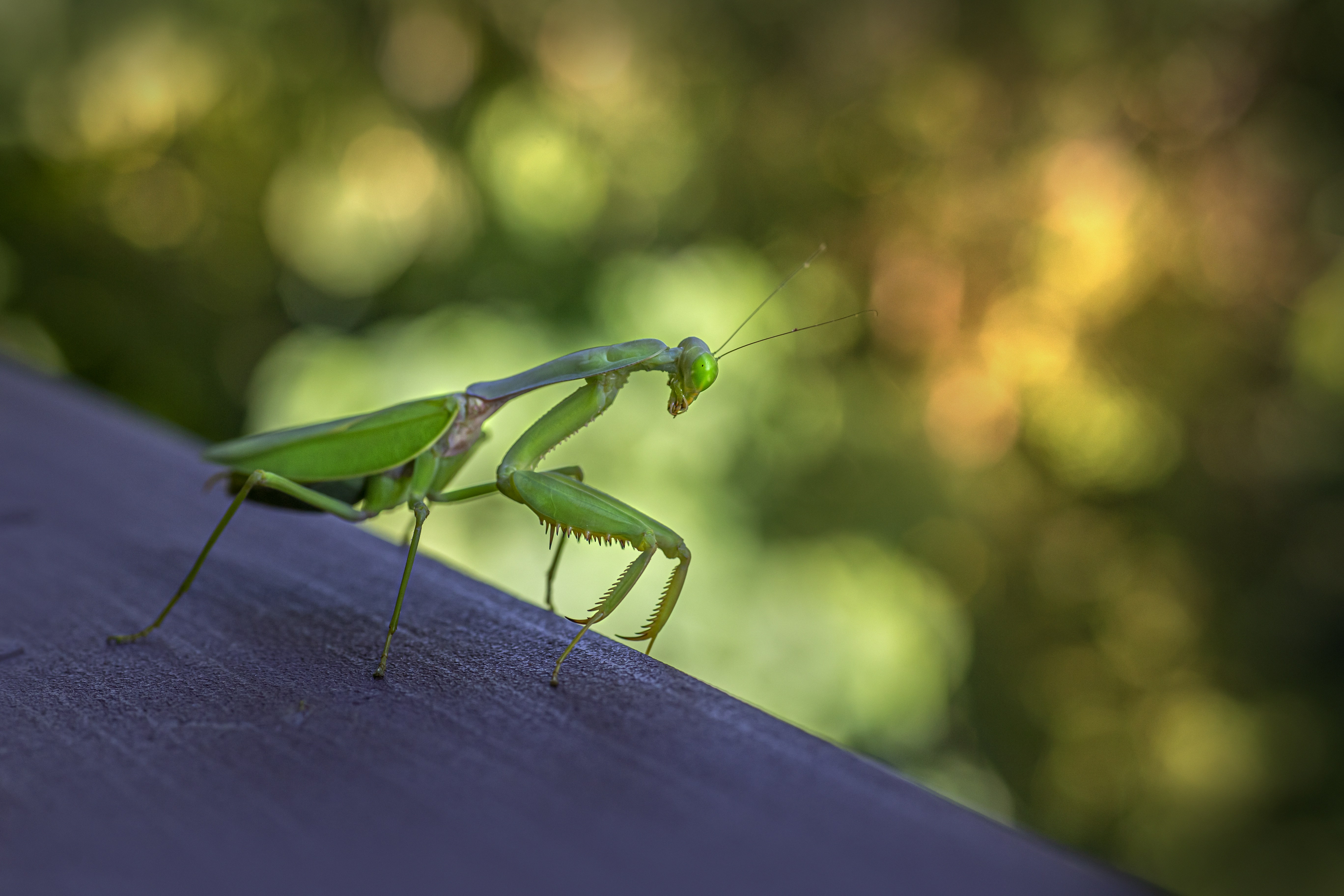 Photo by erik_karits