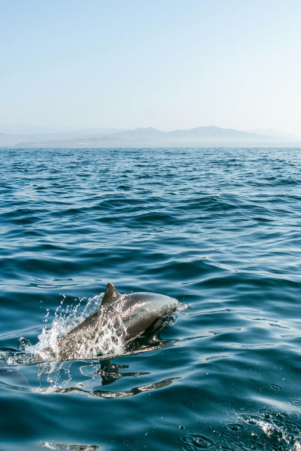 a dolphin is swimming in the water