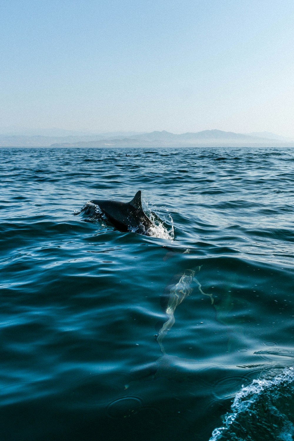 a dolphin swims in the water near a boat