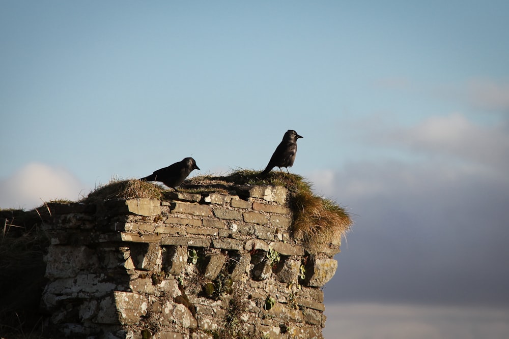 two birds sitting on top of a stone wall