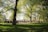 A vibrant community gathering in a lush green park, showcasing people planting trees and engaging in environmental activities.