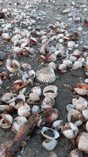 Close-up of colorful sea shells freshly harvested on a sandy beach.