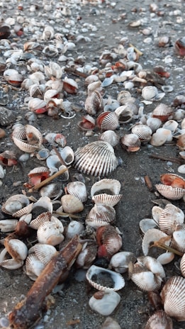 Close-up of colorful sea shells freshly harvested on a sandy beach.