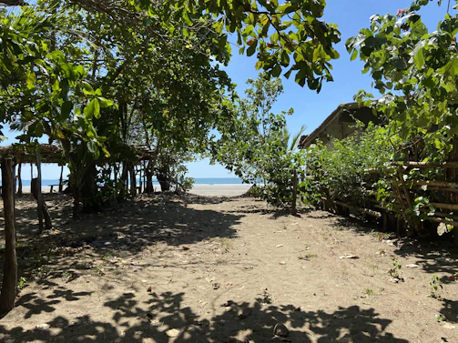 A serene tropical beach pathway leading to Banua Guesthouse surrounded by lush greenery under a bright blue sky.