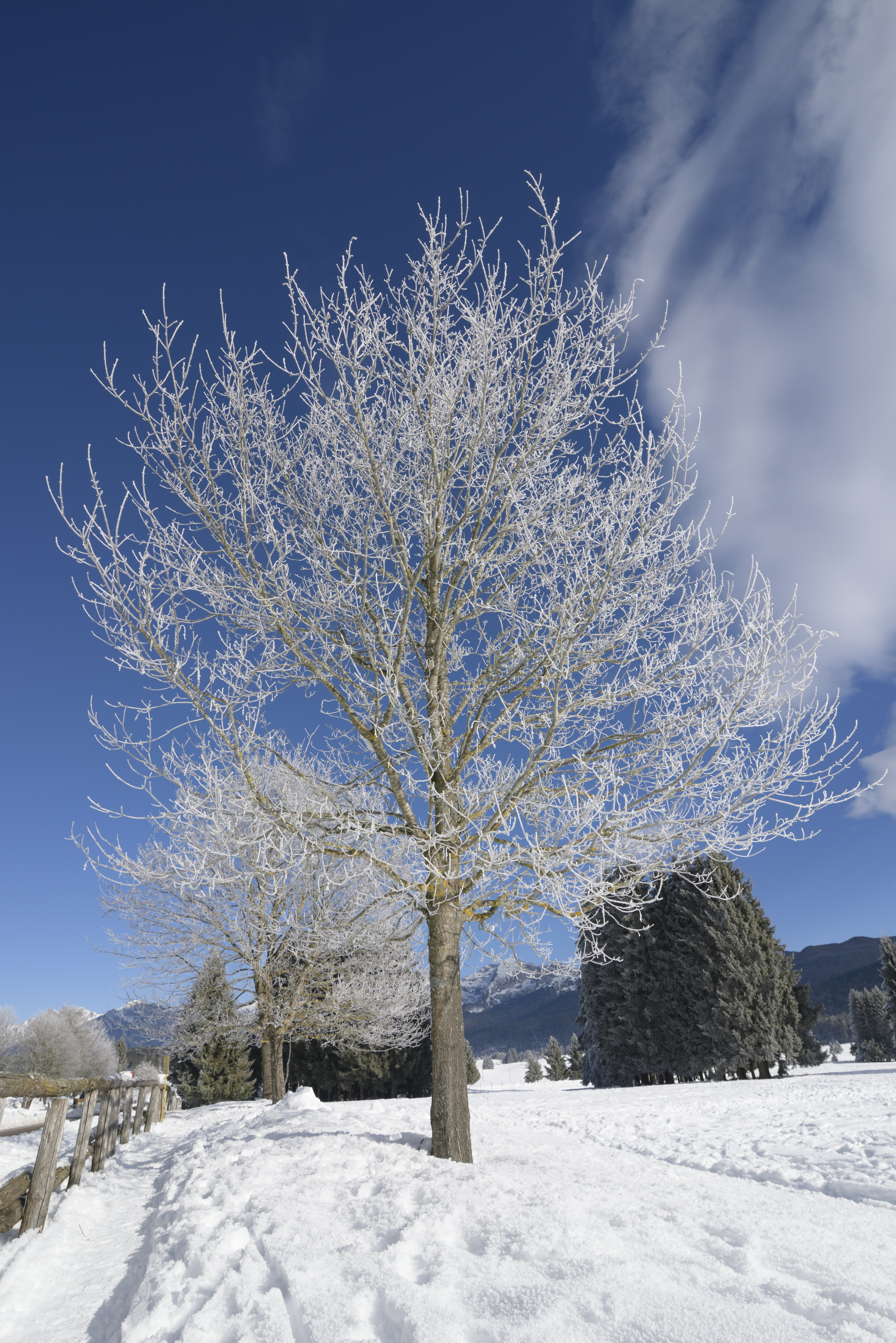 Un árbol cubierto de nieve en medio de un campo foto – Imagen de Invierno  gratuita en Unsplash, image size:3000x4495