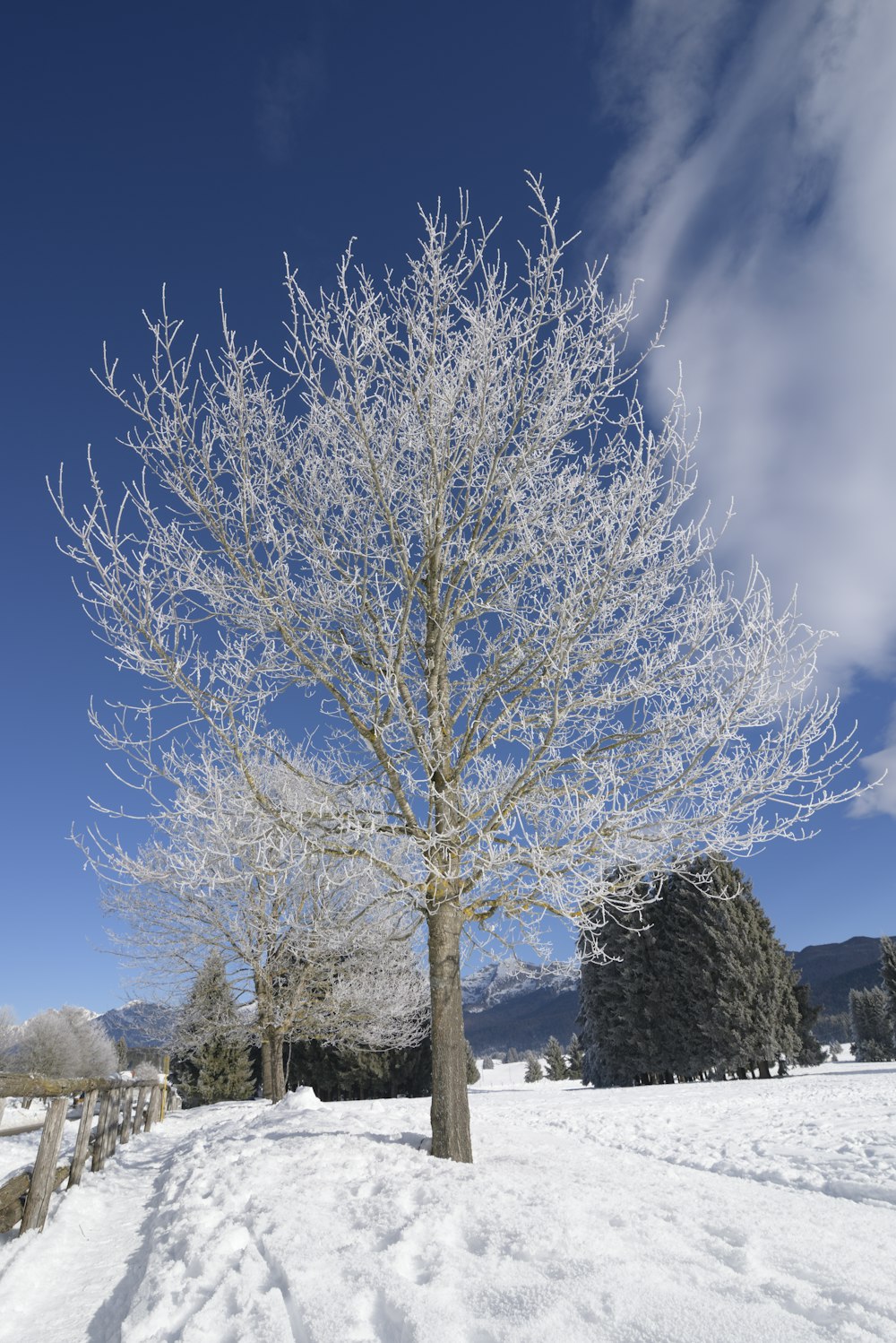 a snow covered tree in the middle of a field