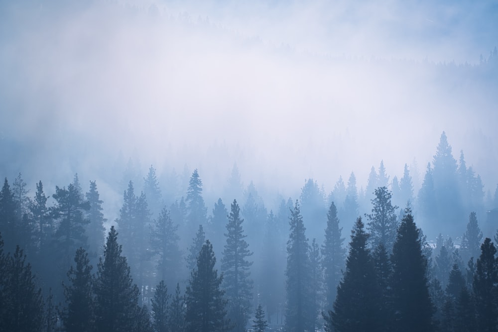 a foggy forest filled with lots of trees