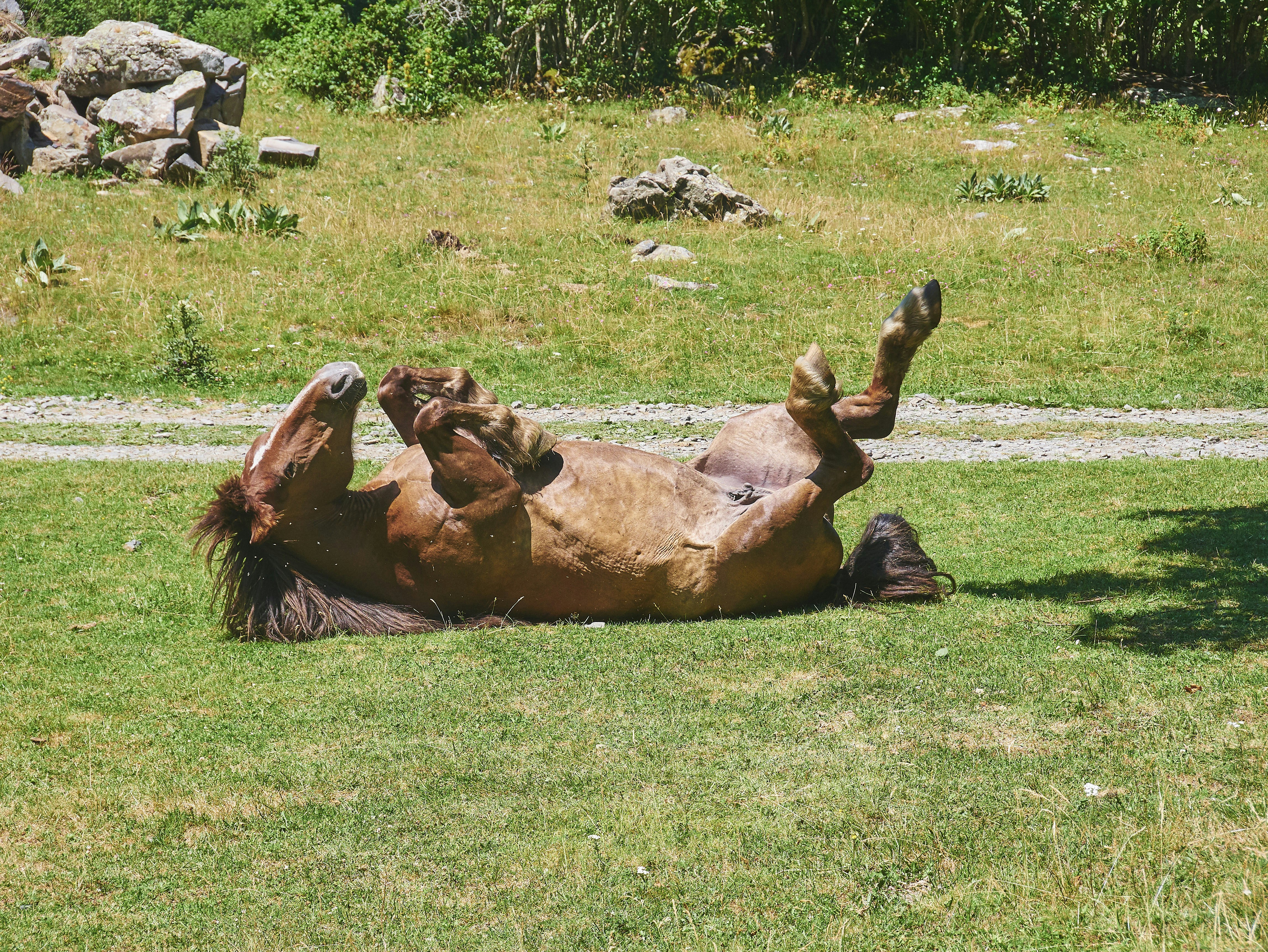 Un Cheval Roulant Sur Le Dos Dans Un Champ Photo Photo Cheval 