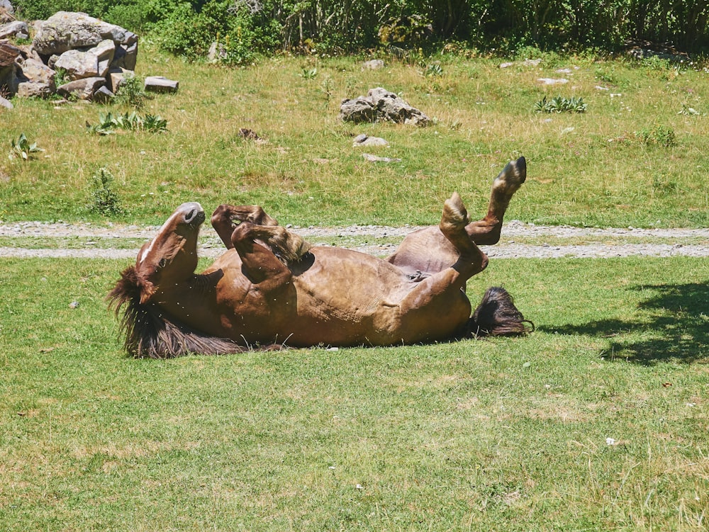 a horse rolling on its back in a field