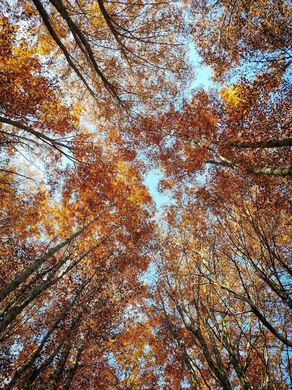 a group of trees that are in the woods