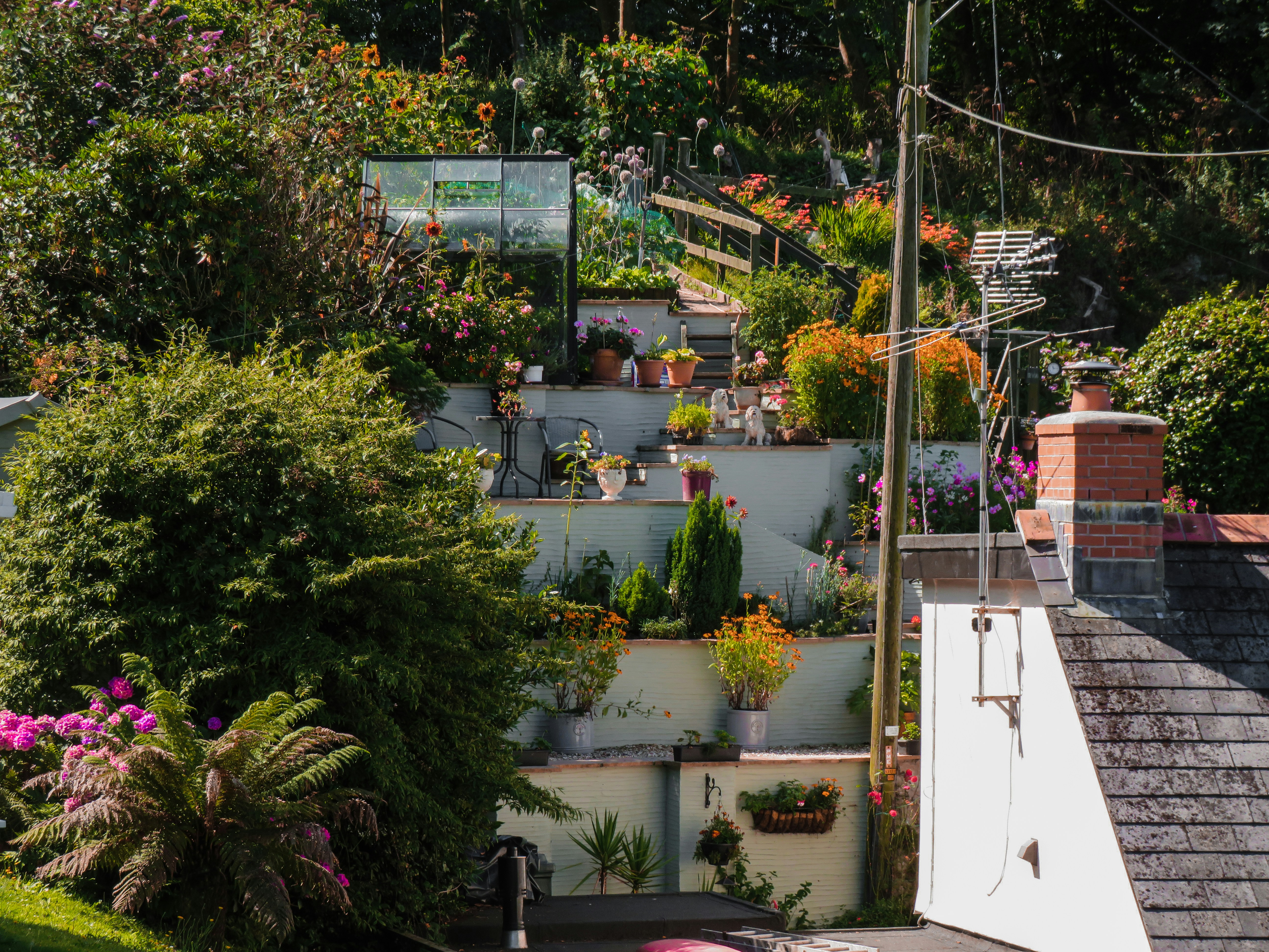 a bunch of plants that are on a wall