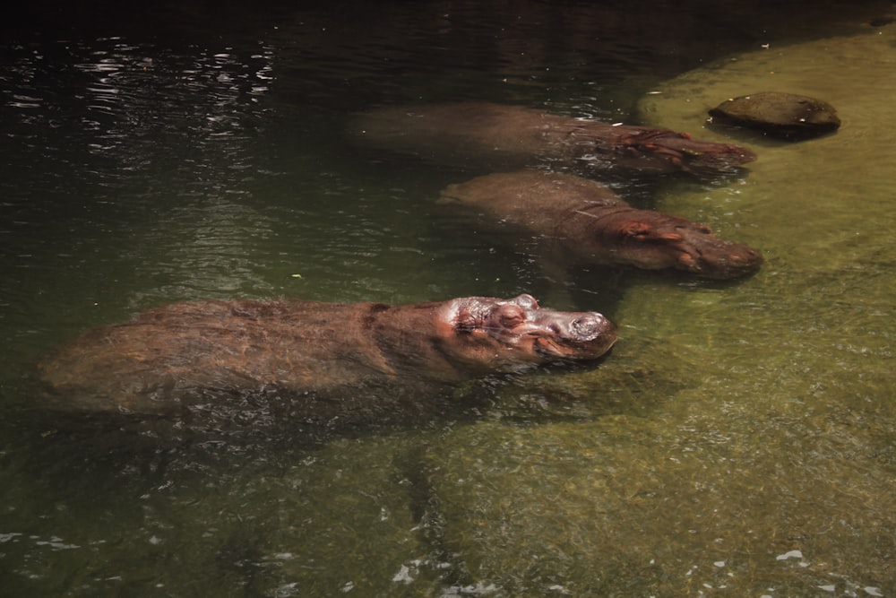 a group of hippos in a body of water
