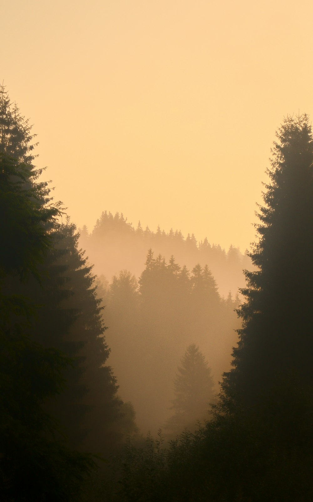 a foggy forest filled with lots of trees