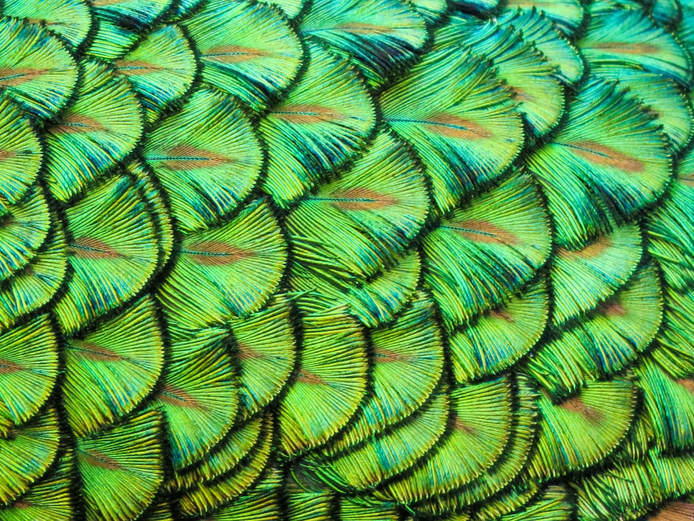 Eine Nahaufnahme der Federn eines grünen Vogels