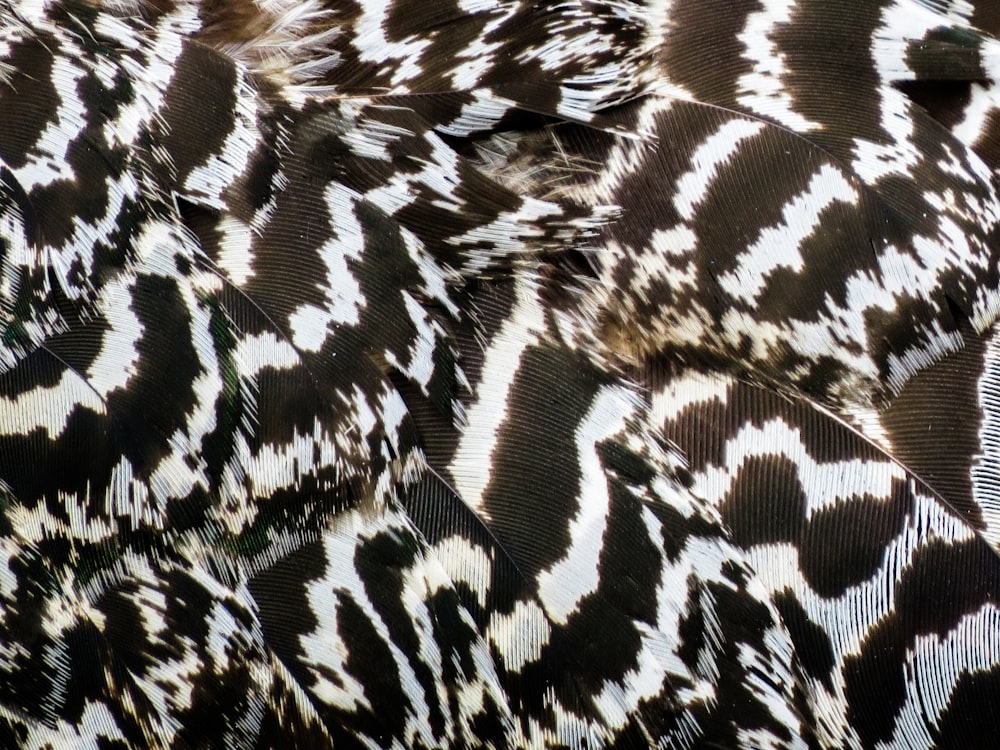 a close up of a black and white bird's feathers