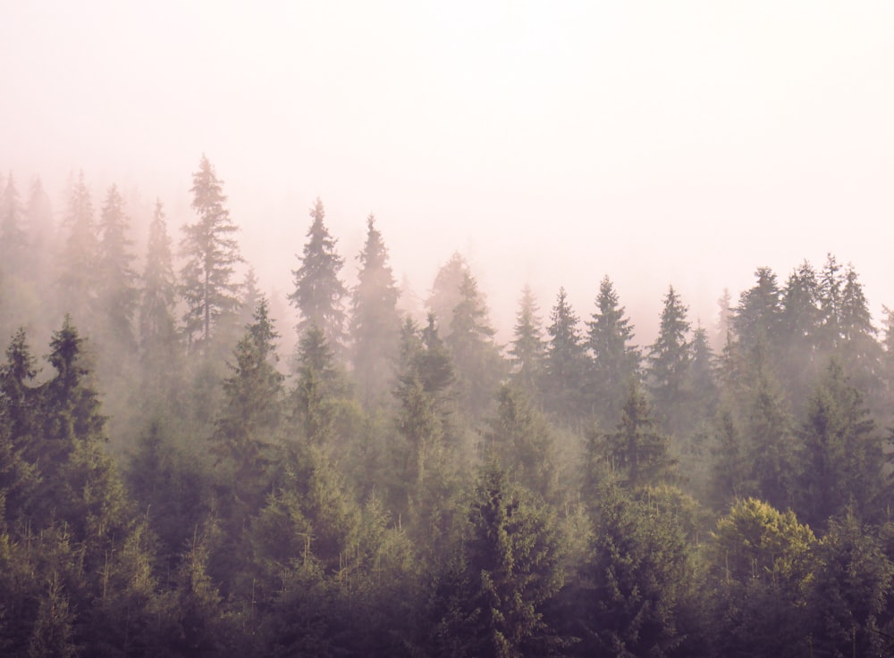 a foggy forest filled with lots of trees