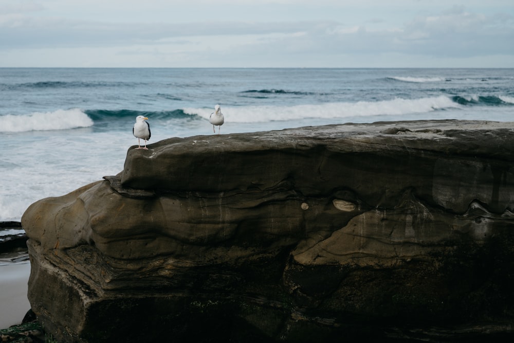 Zwei Möwen sitzen auf einem Felsen in der Nähe des Ozeans