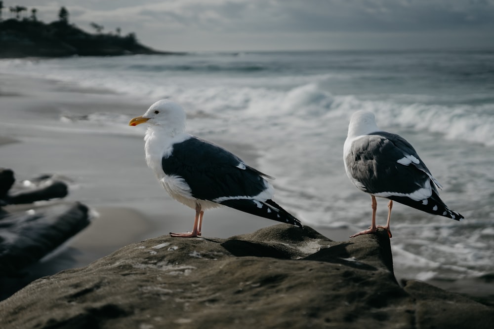 two seagulls standing on a rock near the ocean