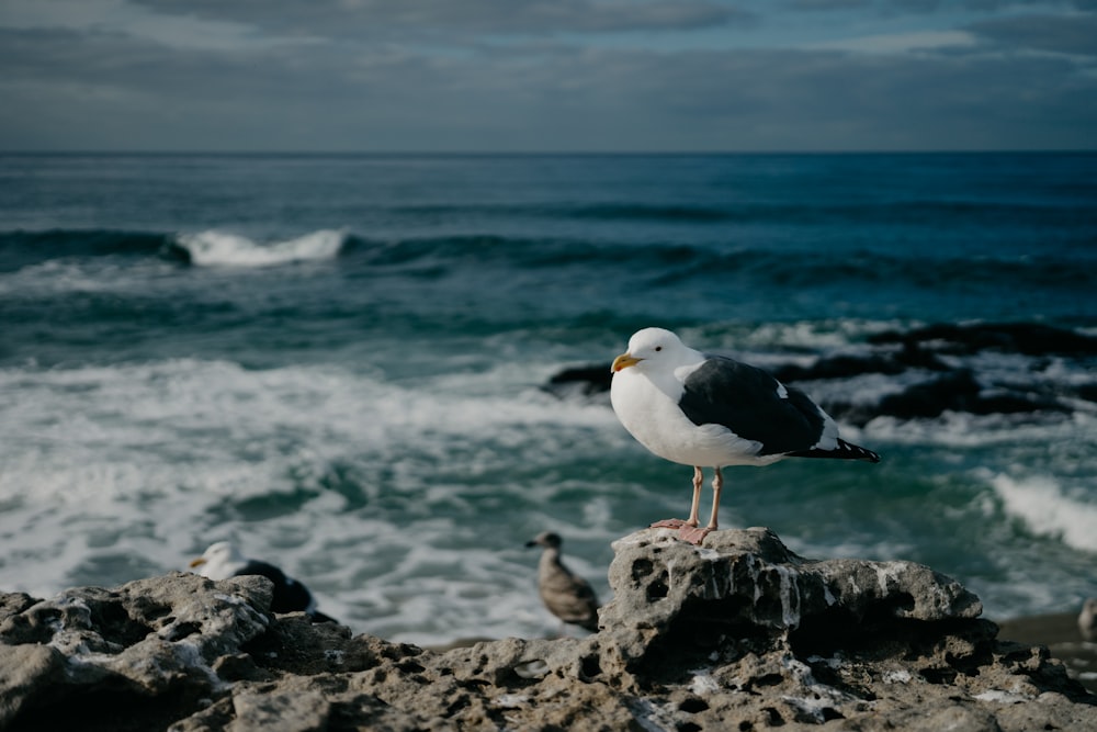uma gaivota de pé em uma rocha perto do oceano
