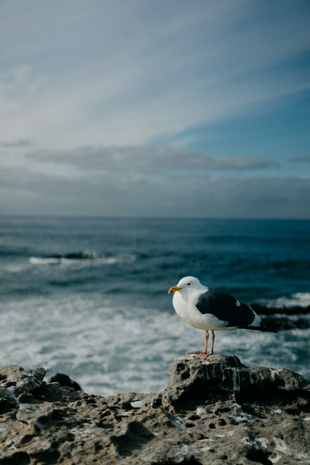 a seagull standing on a rock near the ocean