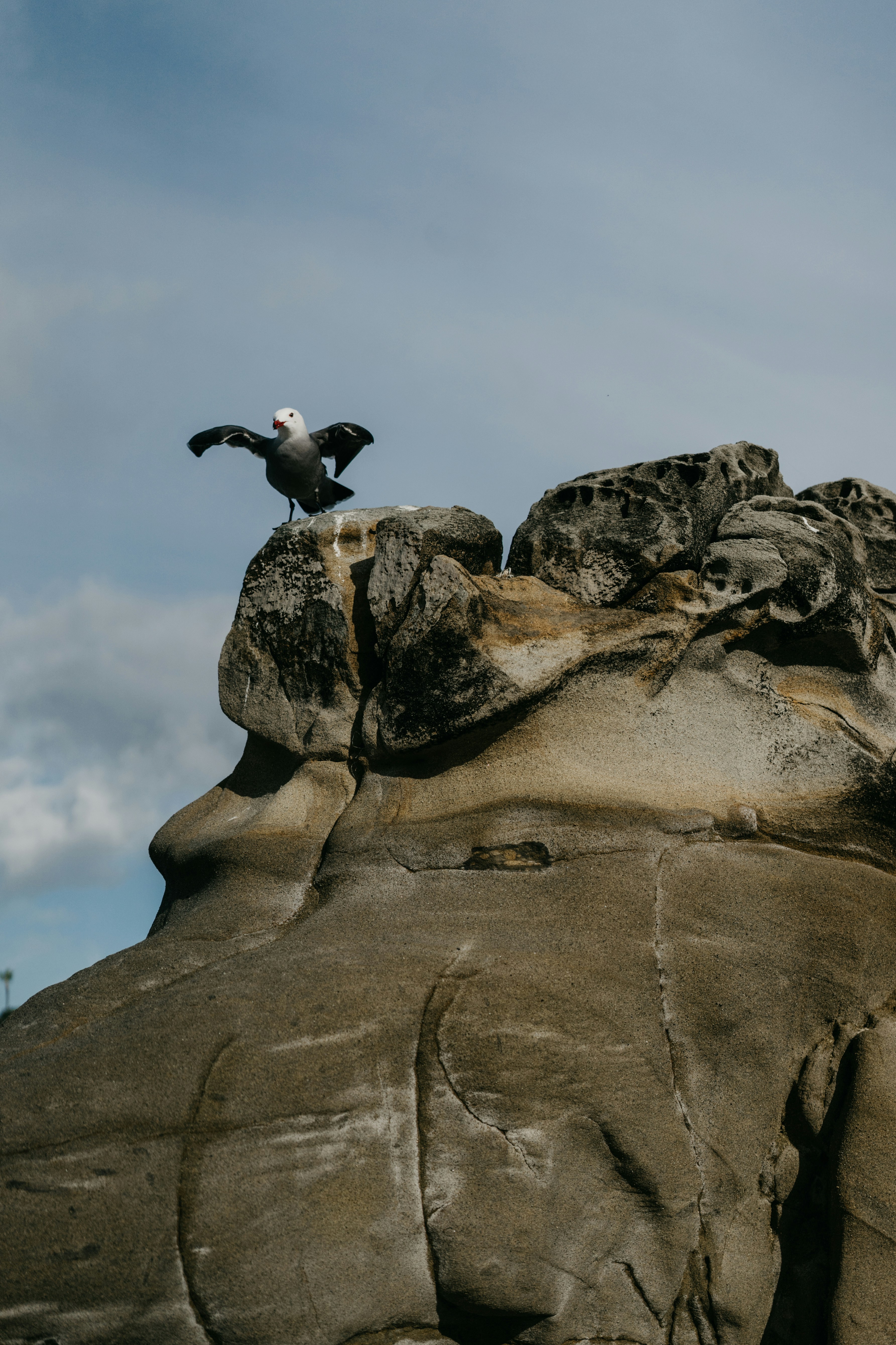 a bird is sitting on top of a rock