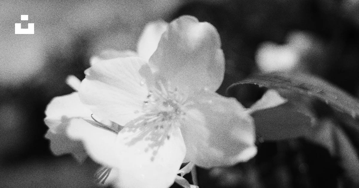 A Black And White Photo Of A Flower Photo Free Kyiv Image On Unsplash a-black-and-white-photo-of-a-flower-photo-free-kyiv-image-on-unsplash