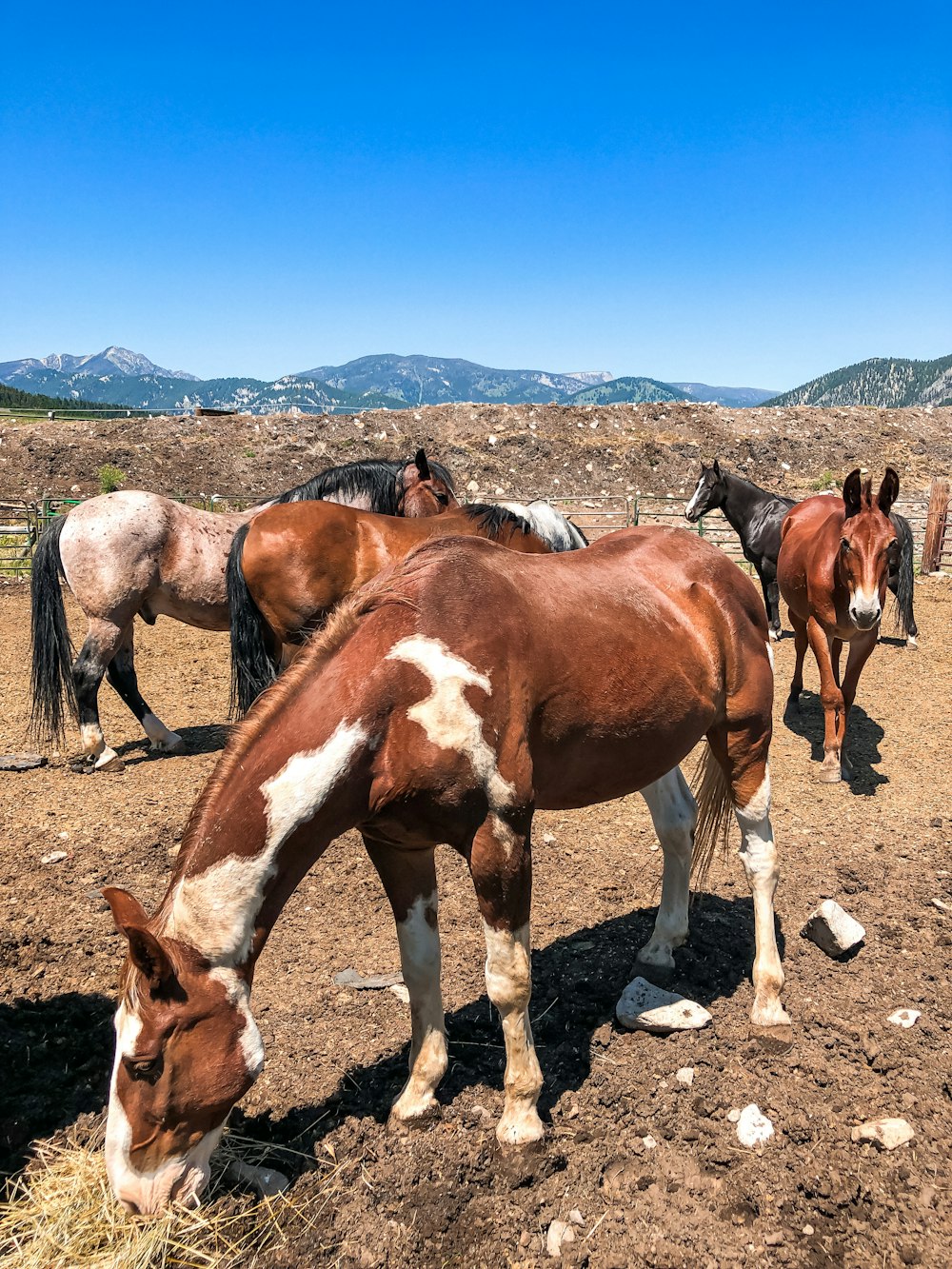 Un grupo de caballos parados en la cima de un campo de tierra