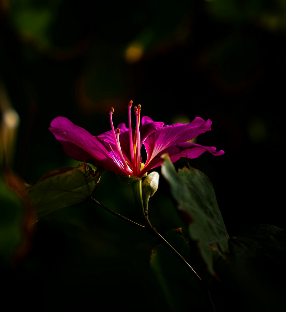 a purple flower with green leaves in the background