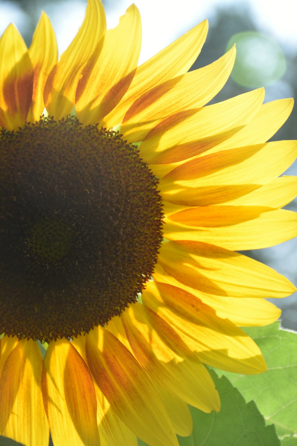 a large yellow sunflower with green leaves