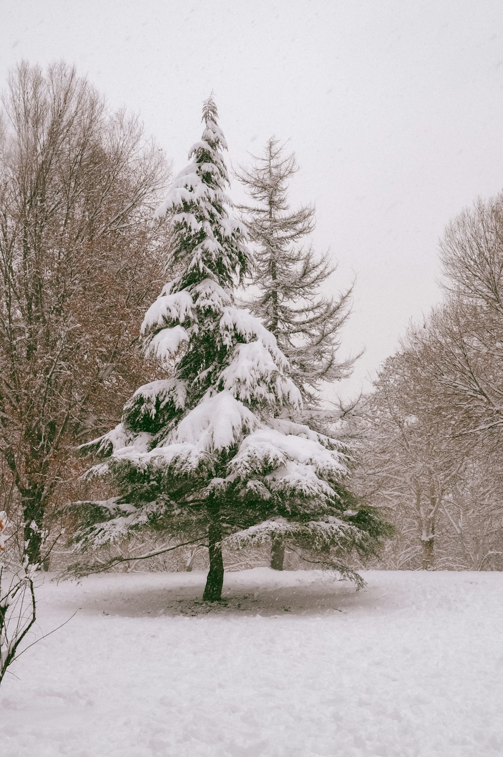 a snow covered pine tree in a park