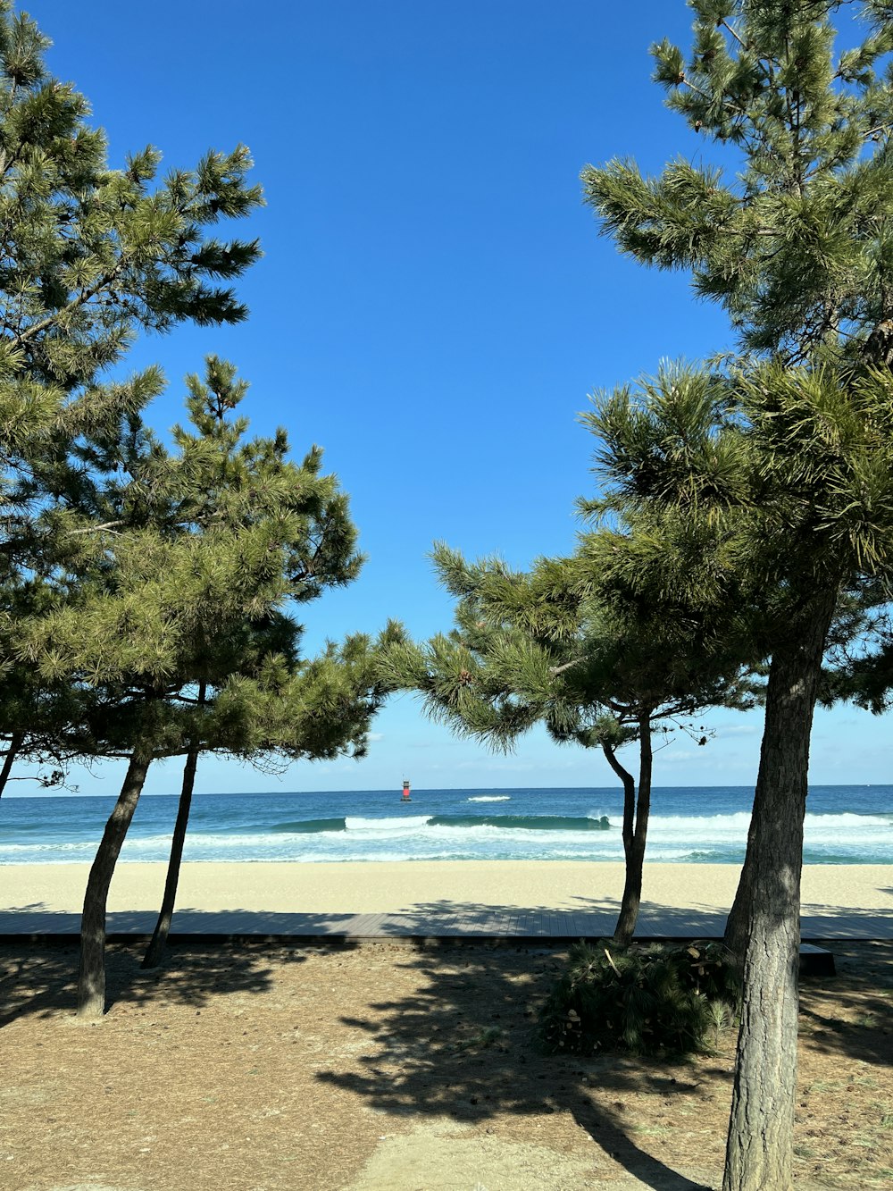 a view of a beach through some trees