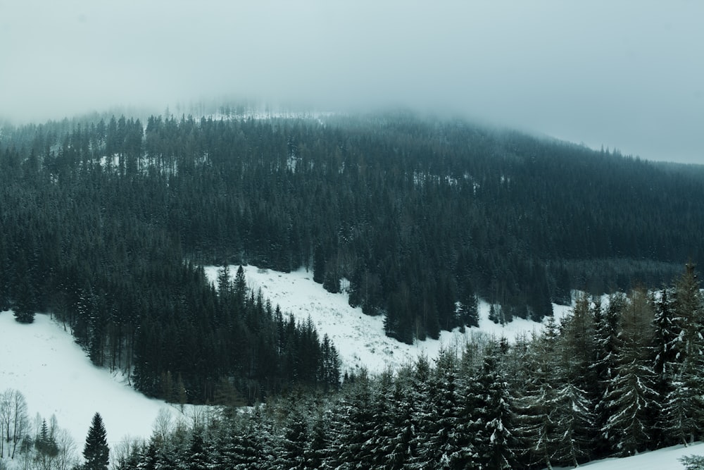 a mountain covered in snow and surrounded by trees