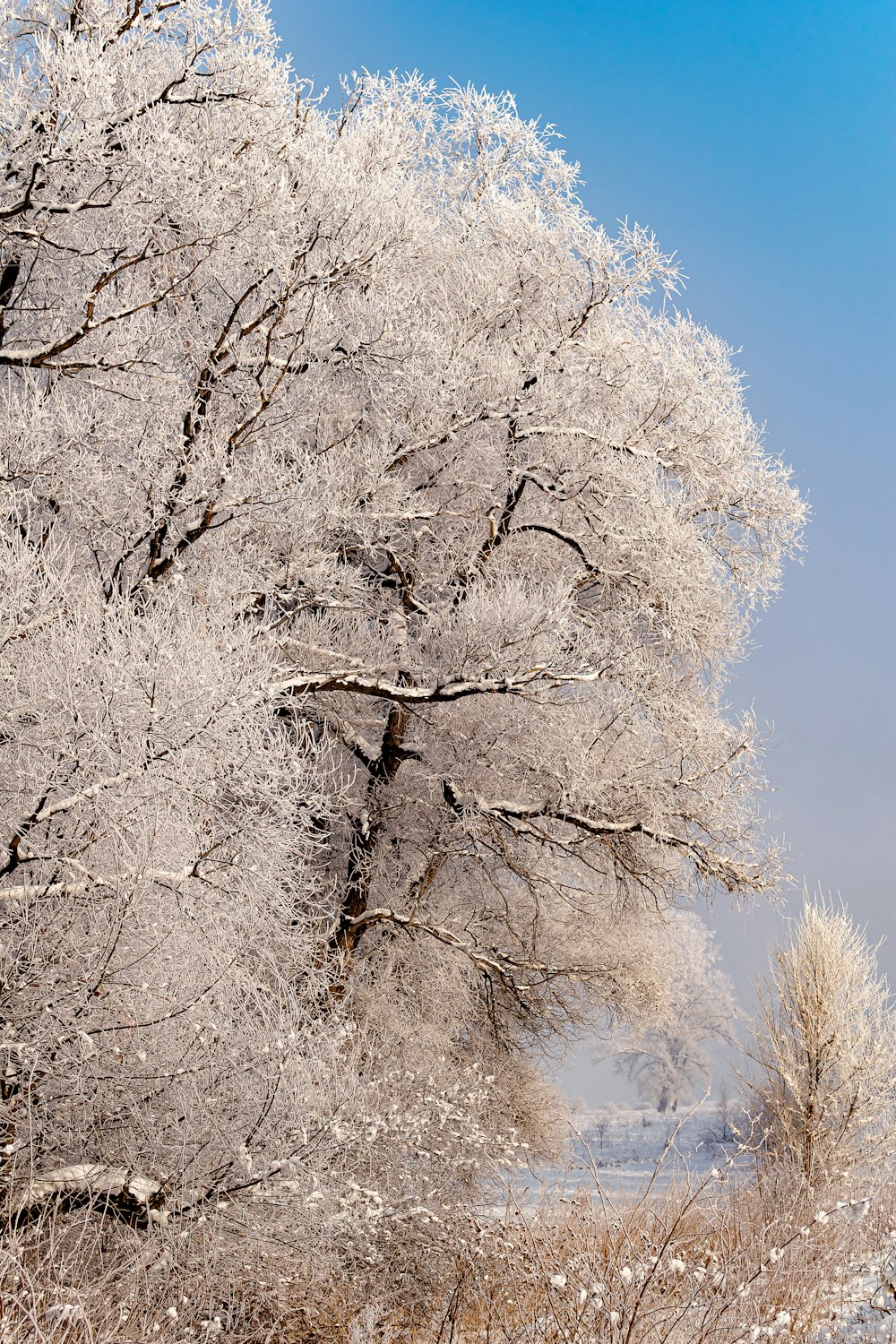 a tree covered in snow next to a road