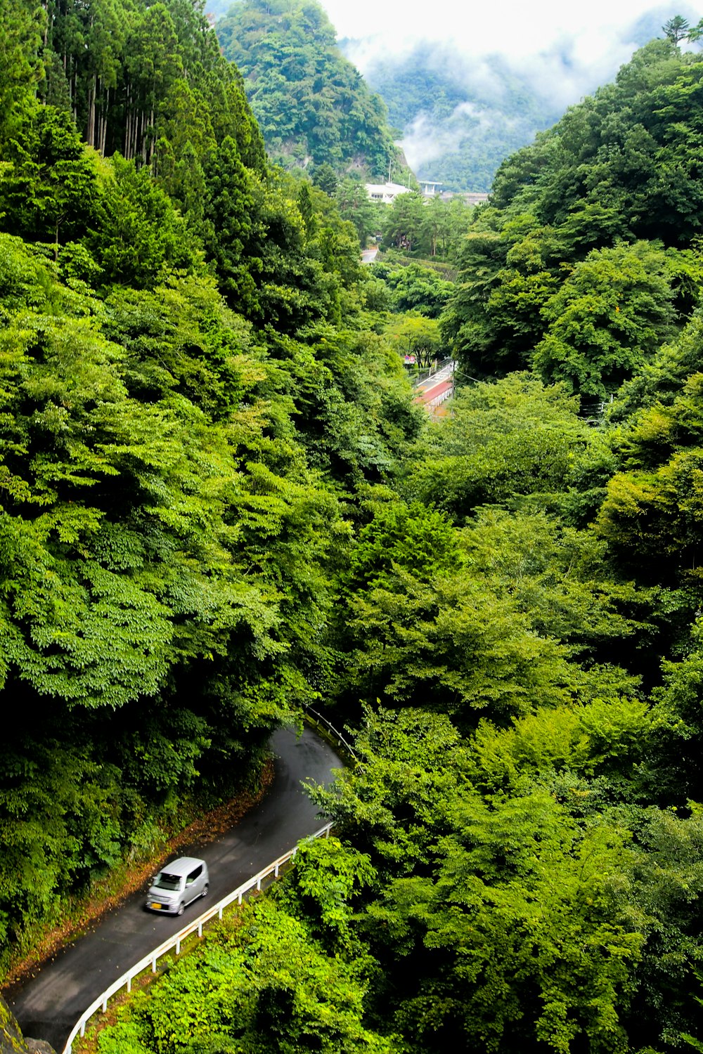 a car driving down a road surrounded by lush green trees