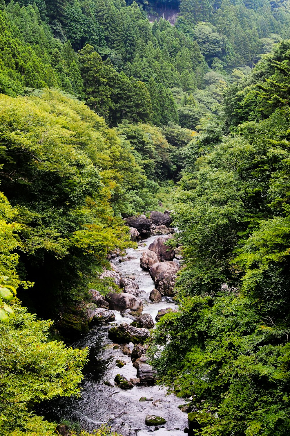 a river running through a lush green forest