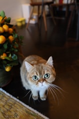 a cat sitting on the floor next to a potted plant