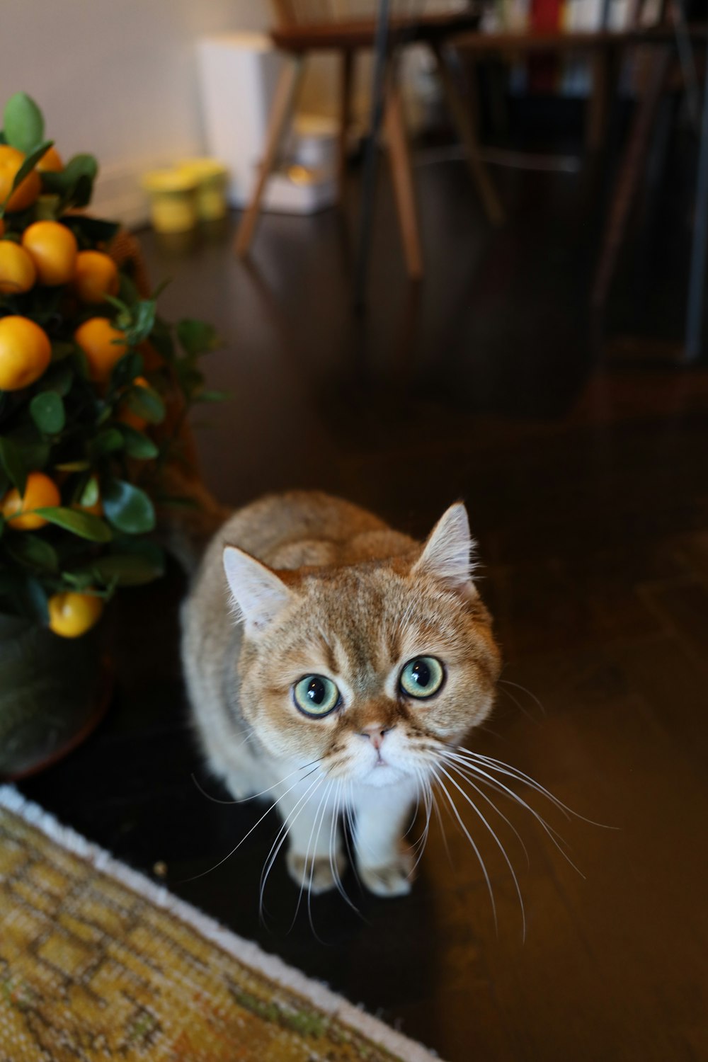 a cat sitting on the floor next to a potted plant