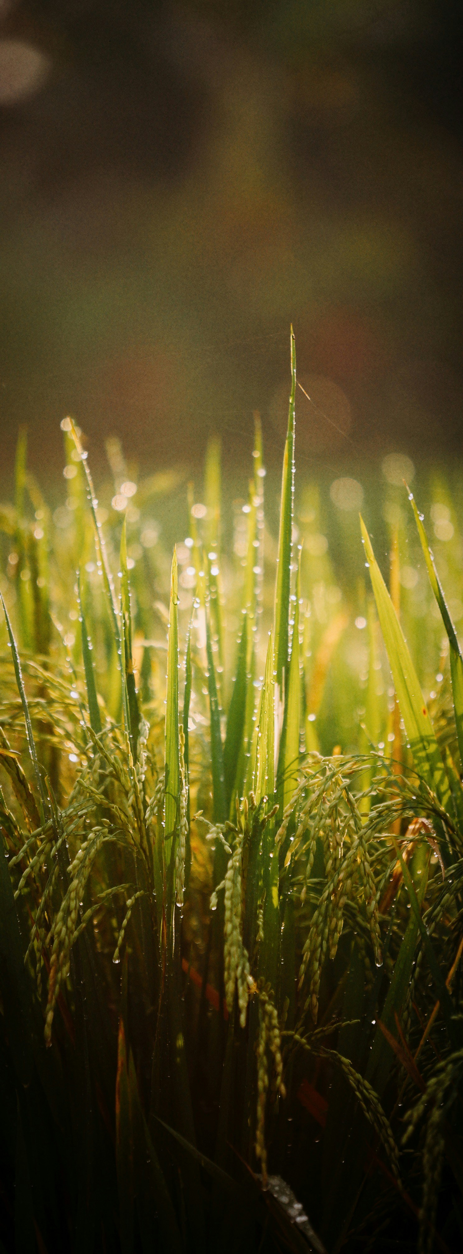 Photo by alexeydemidov