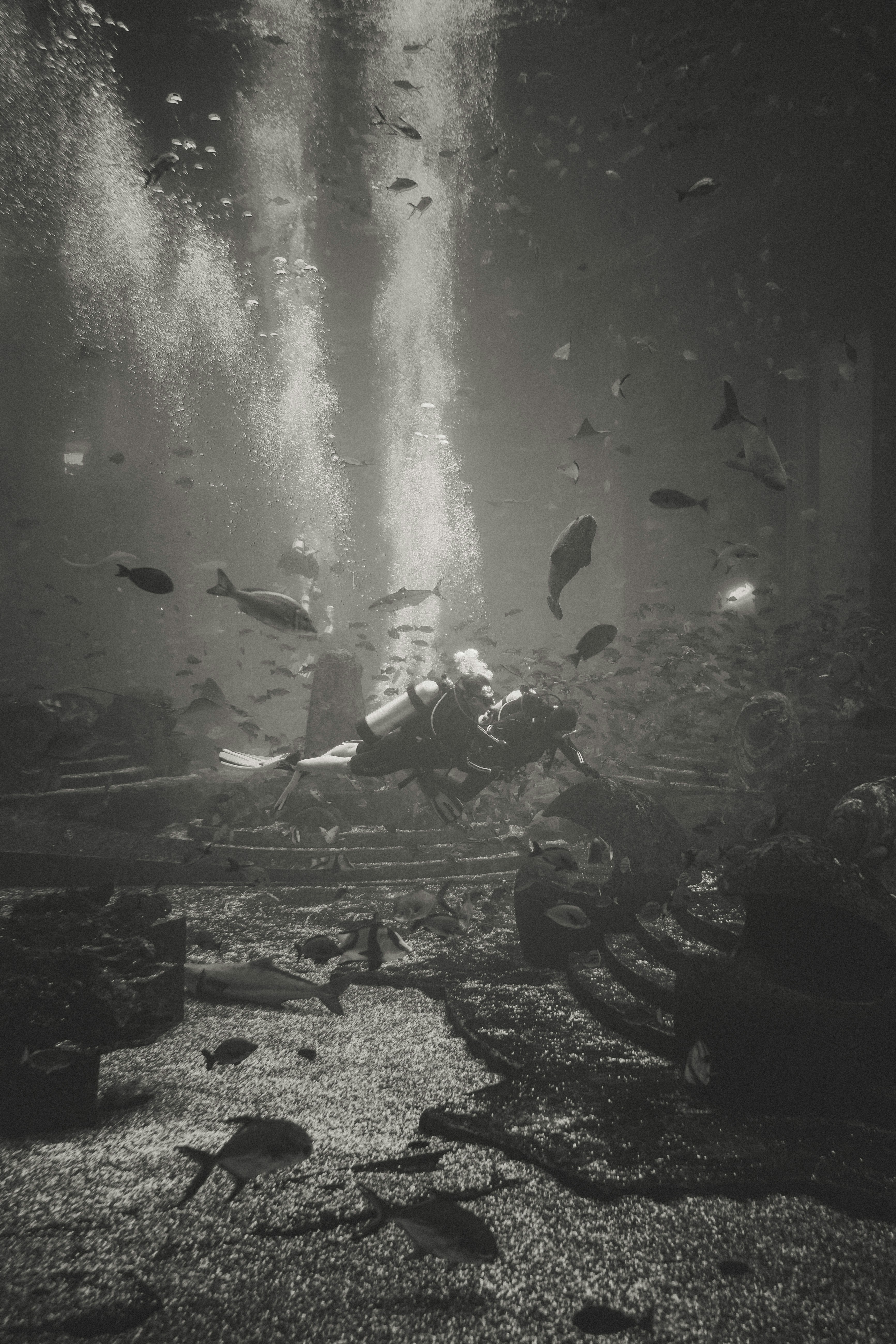 a black and white photo of fish swimming in the water