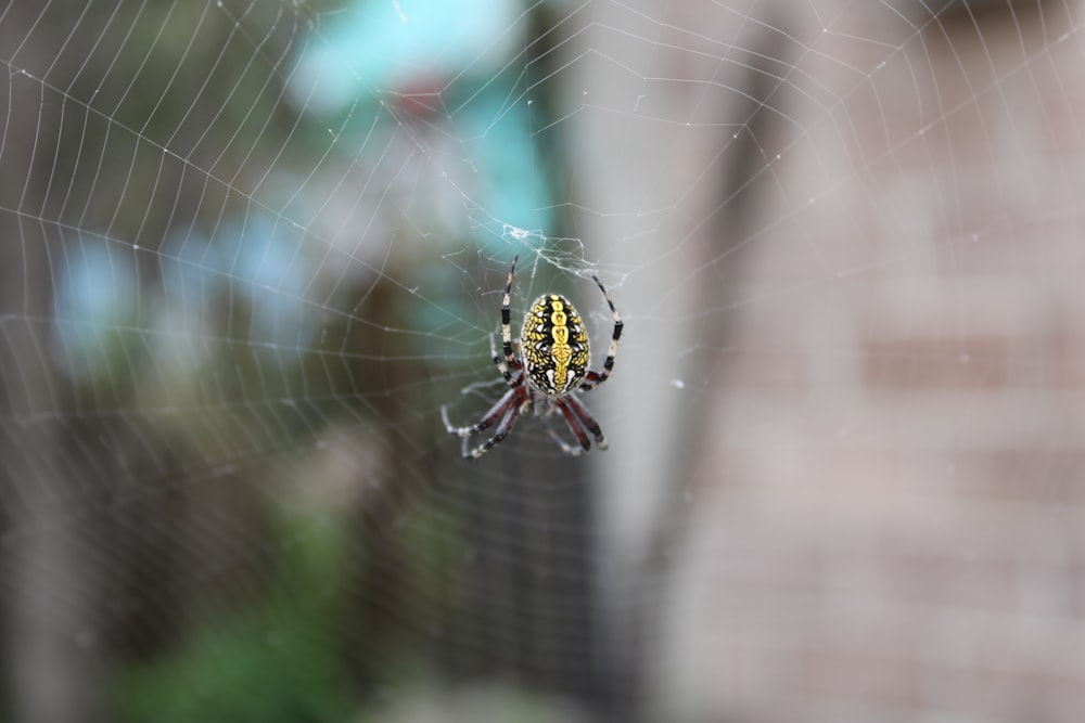 a close up of a spider on a web