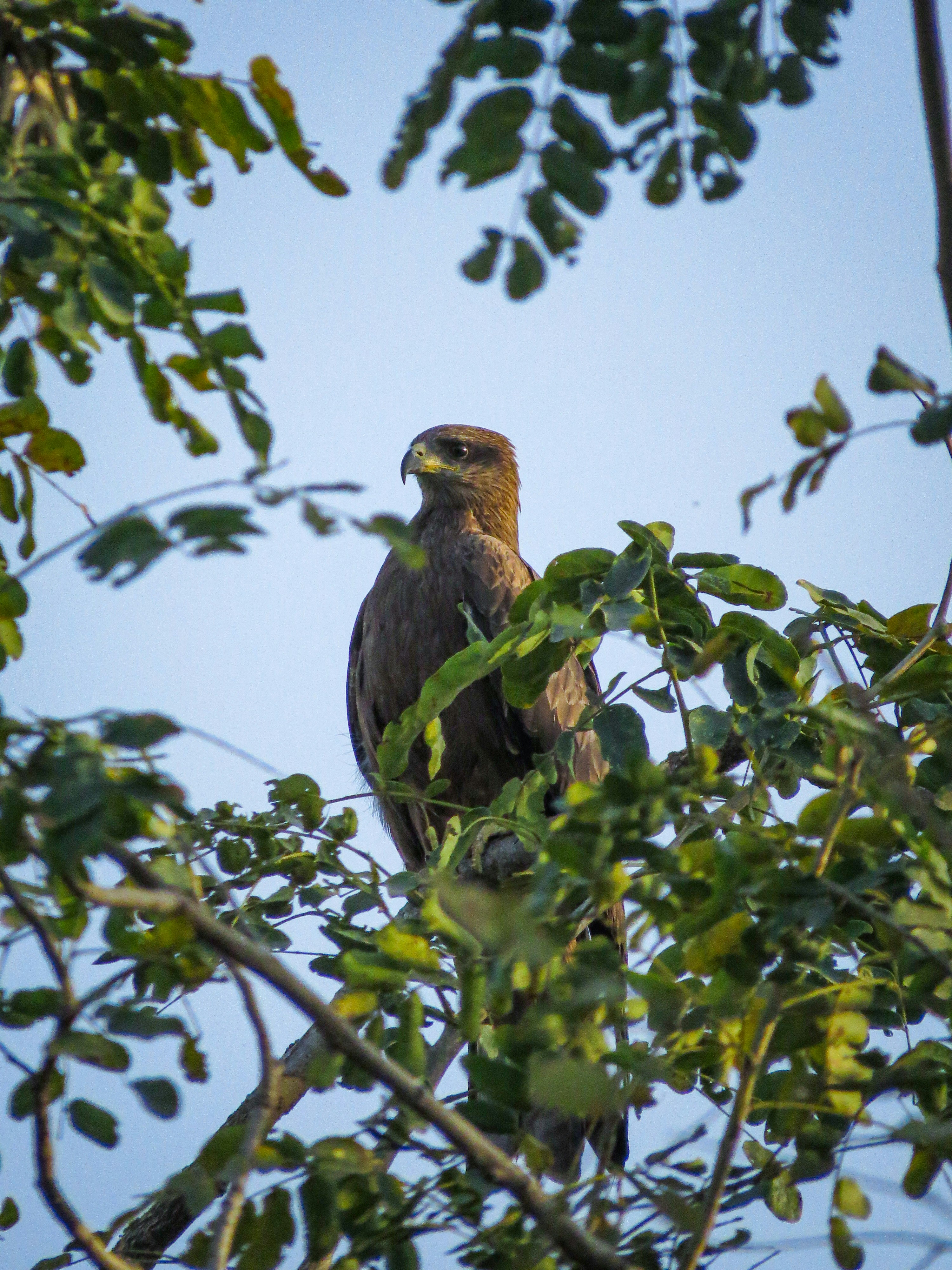 Photo by anandramavath_786