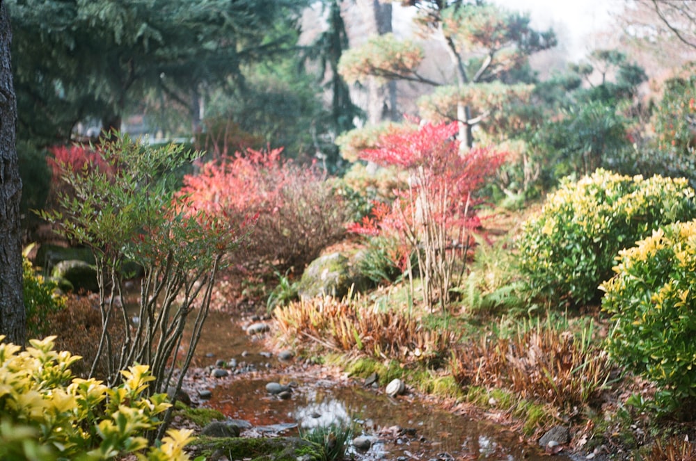 a stream running through a lush green forest